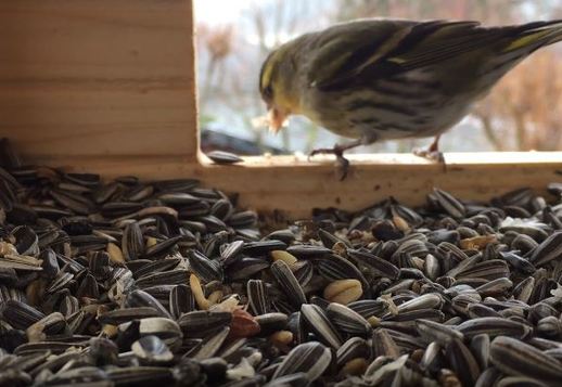 Kas ten paukštelių inkile vyksta? Vorschau