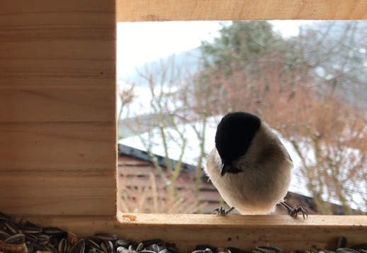 Ar pažįsti pauk&scaron;telius? Vorschau